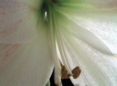 Fonds d'cran Nature Cur d'amaryllis