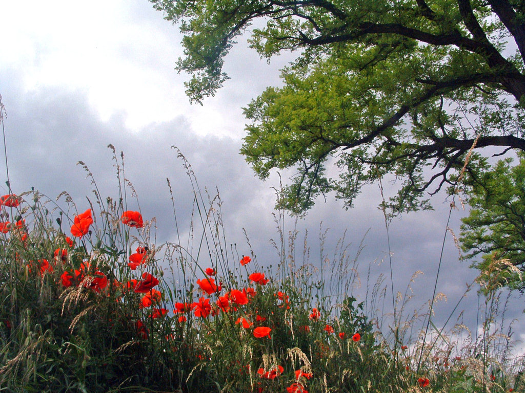 Fonds d'cran Nature Fleurs Sous un ciel orageux...