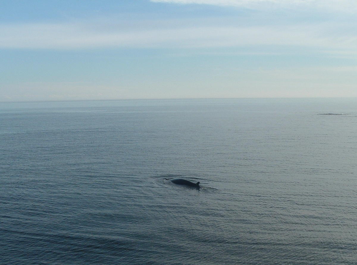 Fonds d'cran Animaux Vie marine - Baleines et Cachalots Rorqual commun, Golfe St-Laurent, Qubec