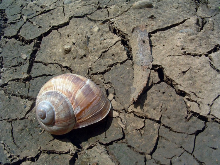 Wallpapers Animals Snails - Slugs La scheresse est dj l !