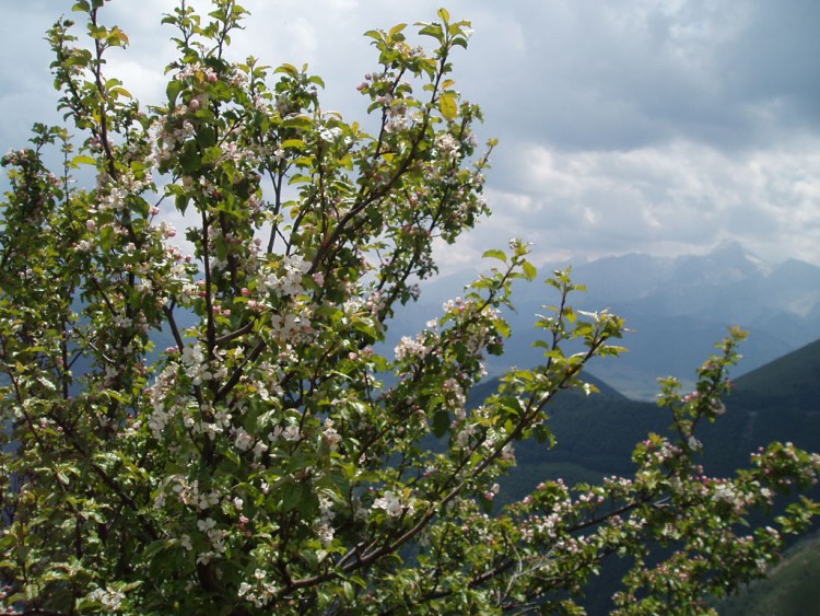 Fonds d'cran Nature Arbres - Forts Elle est belle