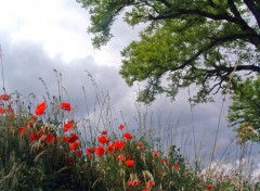 Fonds d'cran Nature Sous un ciel orageux...