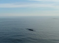 Fonds d'cran Animaux Rorqual commun, Golfe St-Laurent, Qubec