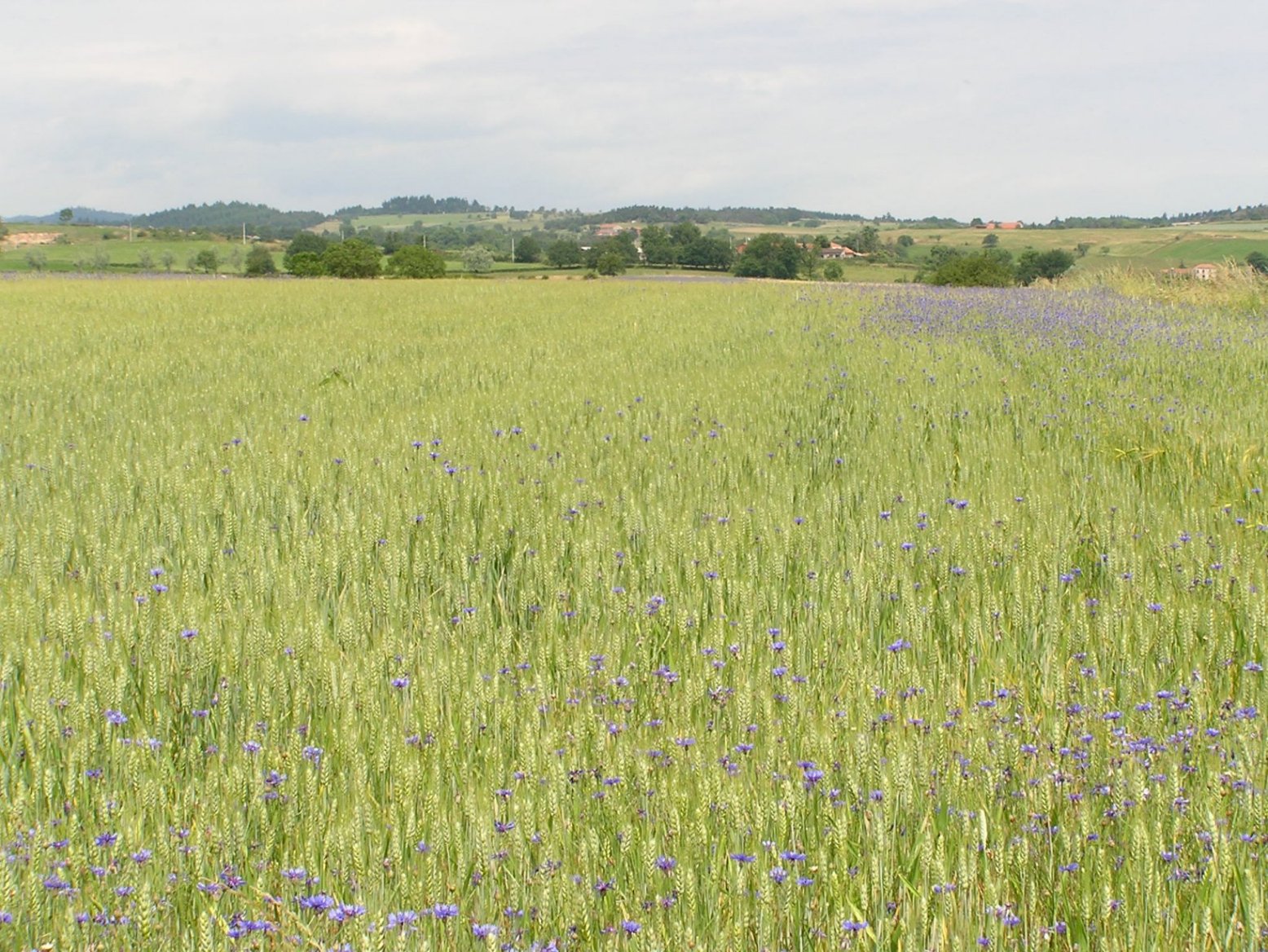 Wallpapers Nature Fields bl et bleuets