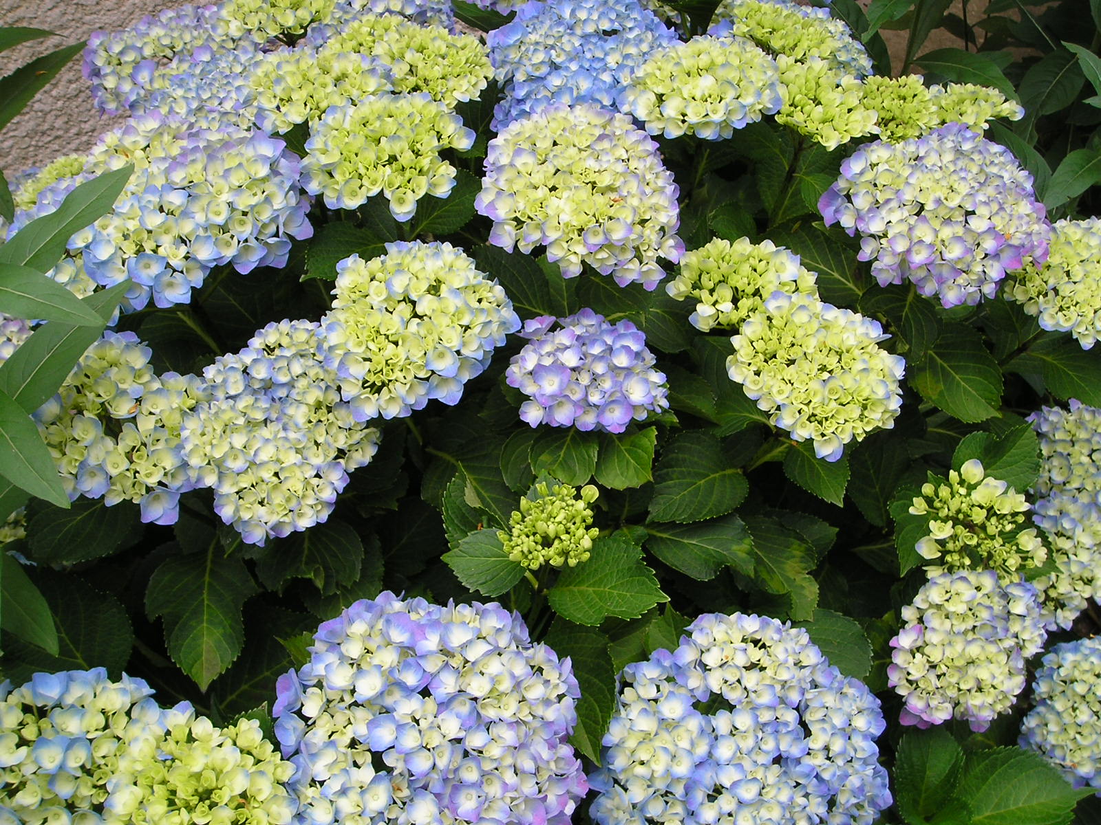 Wallpapers Nature Flowers hortensia