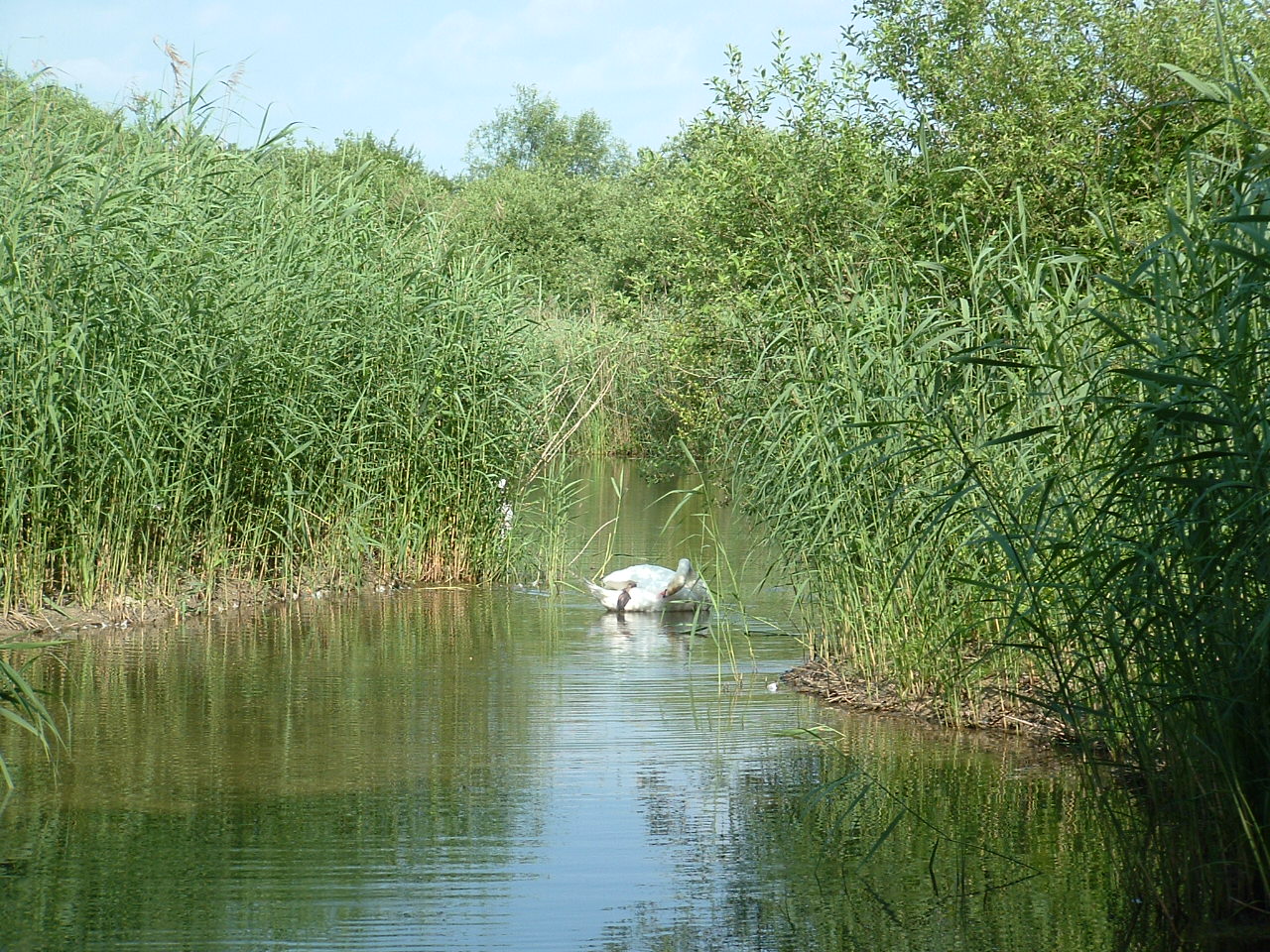 Fonds d'cran Nature Parcs - Jardins petite camargue ( St-Louis)