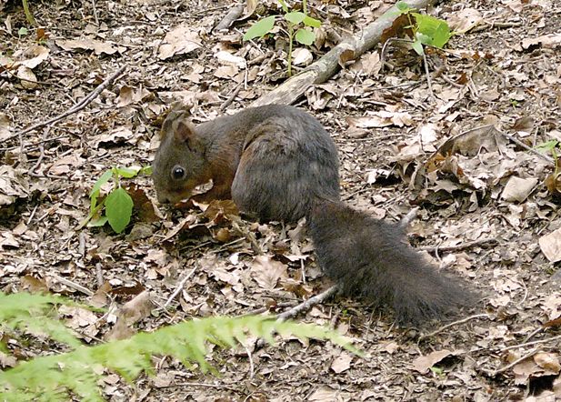 Wallpapers Animals Rodents - Misc Ecureuil de la Fort-Noire