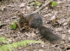 Wallpapers Animals Ecureuil de la Fort-Noire