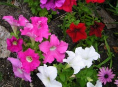 Wallpapers Nature petunias