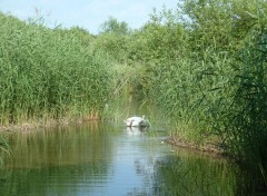 Wallpapers Nature petite camargue ( St-Louis)