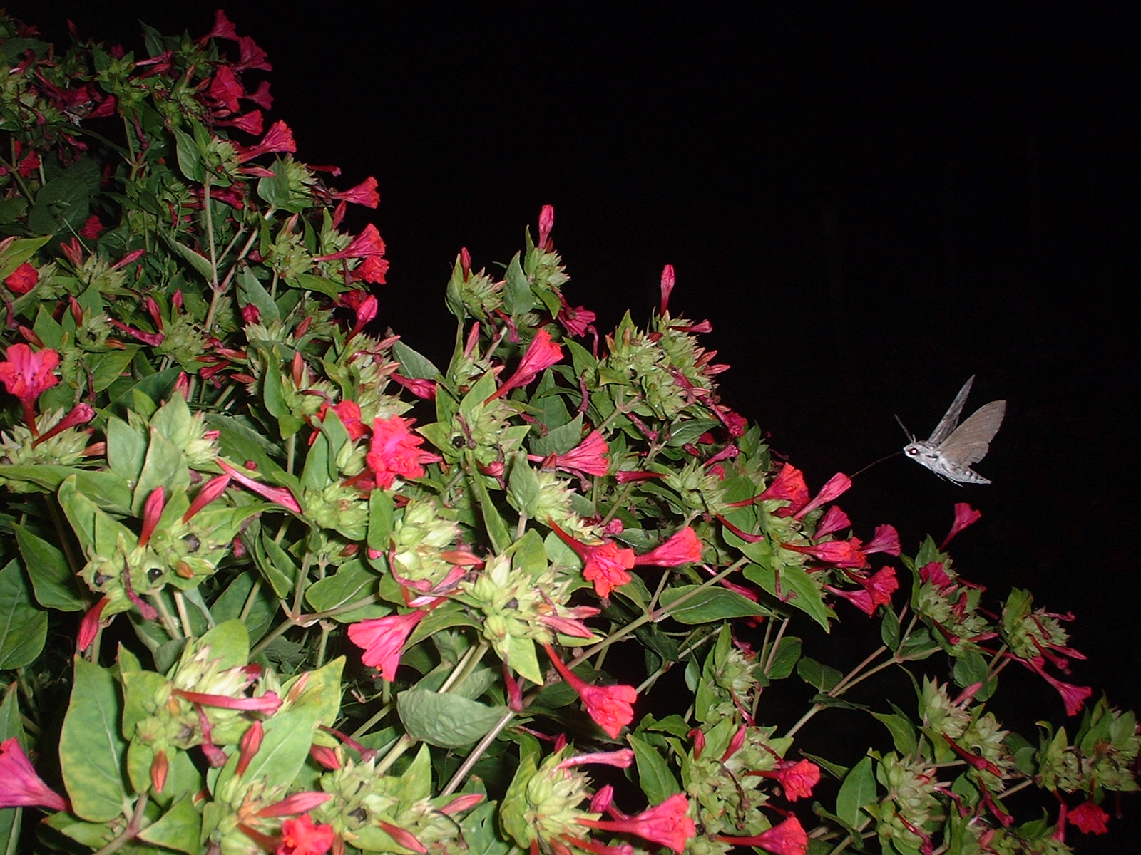 Fonds d'cran Nature Fleurs trange petite bte