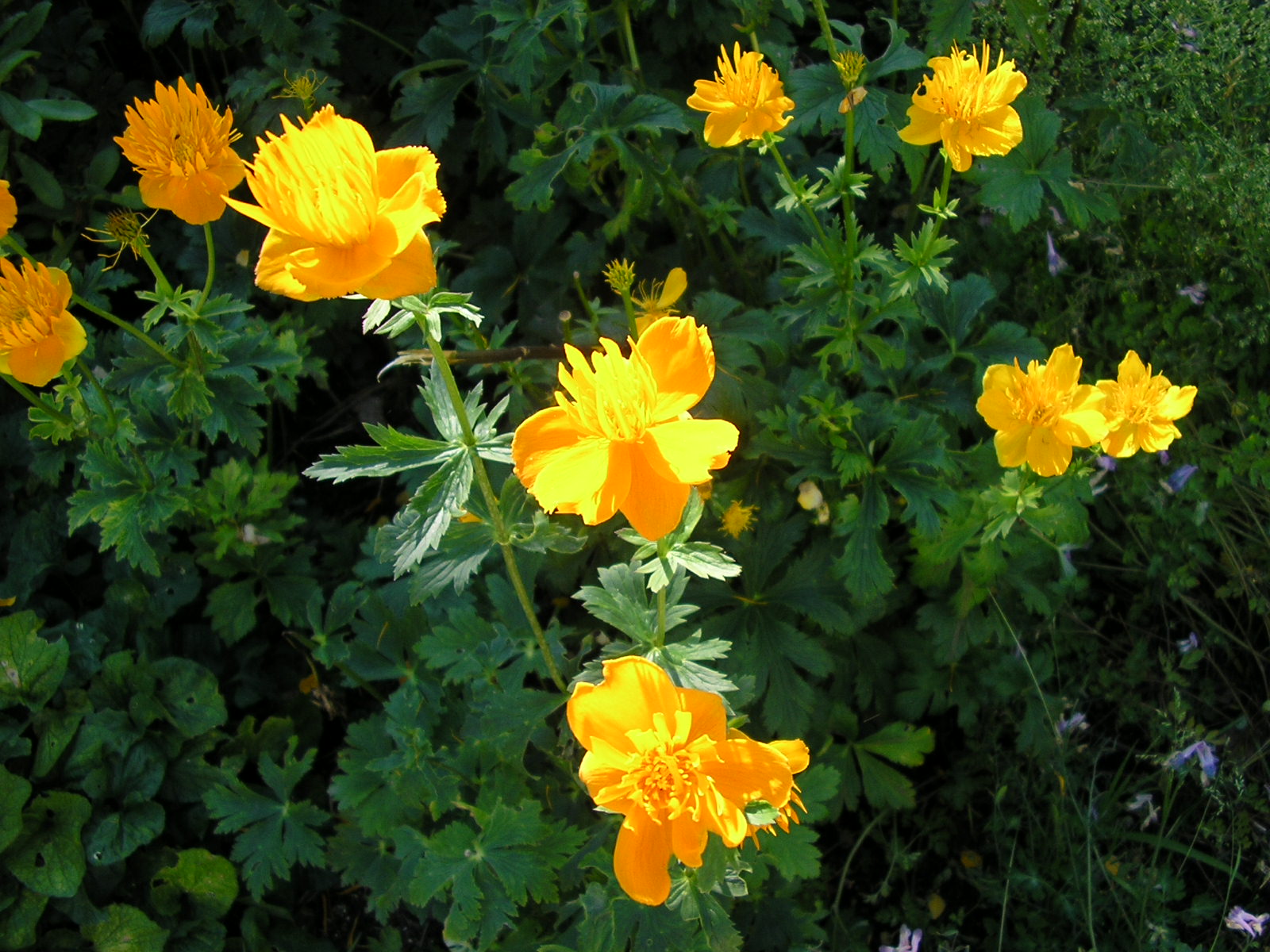 Fonds d'cran Nature Fleurs orange flowers