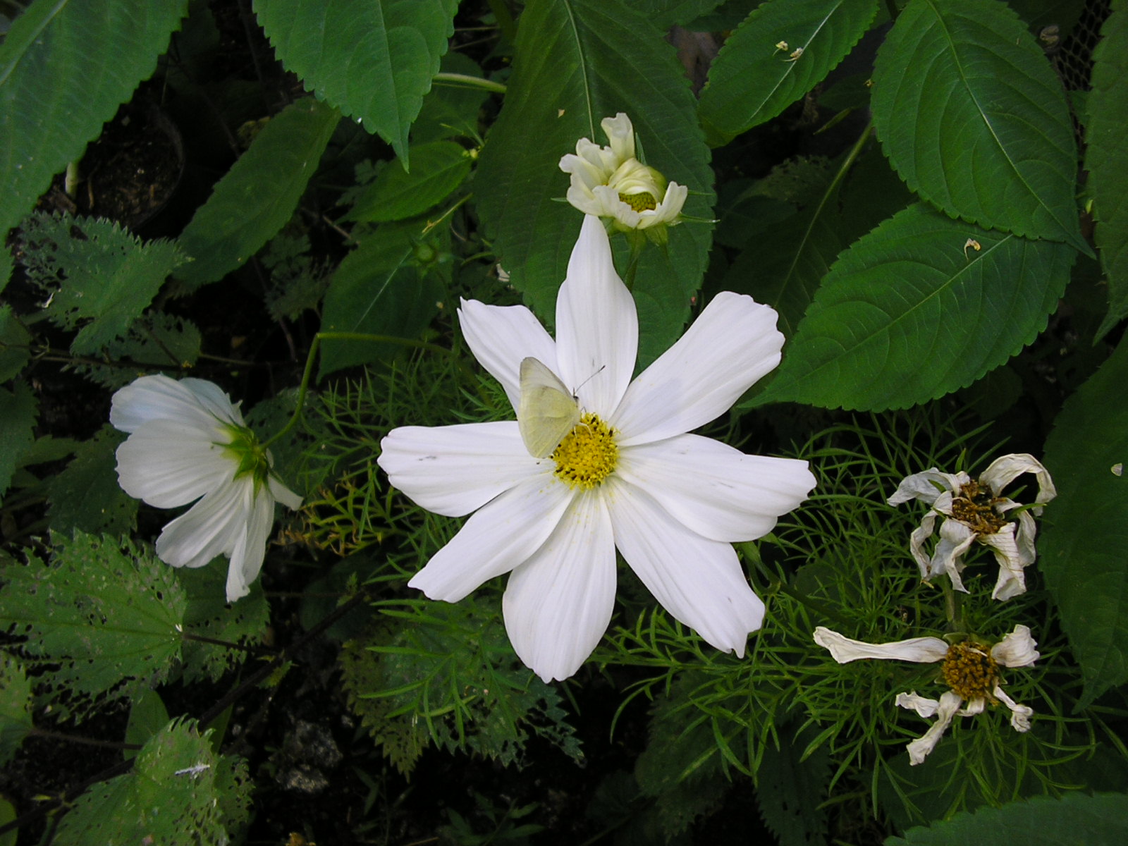 Fonds d'cran Nature Fleurs flower of papillon