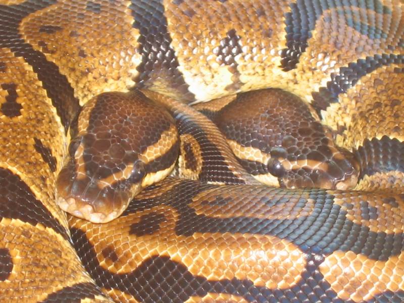 Wallpapers Animals Snakes Pythons Regius