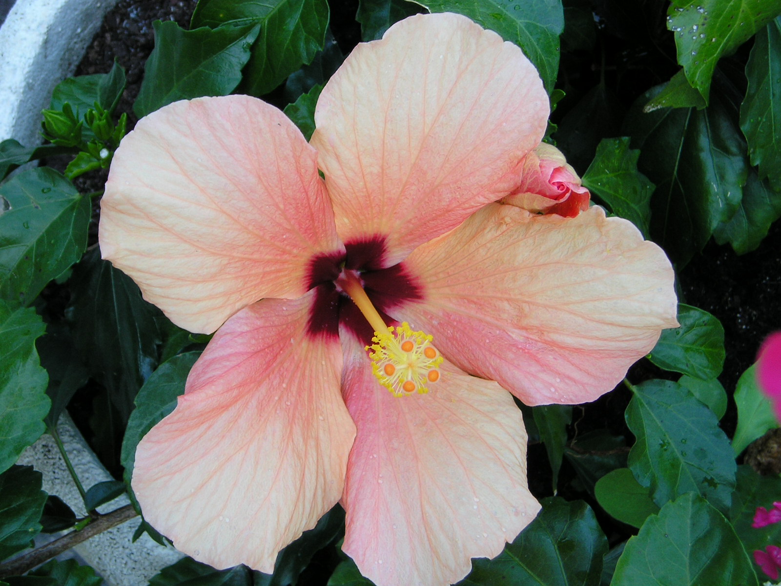 Wallpapers Nature Flowers hibiscus