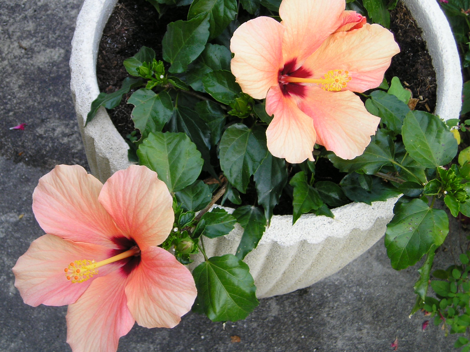 Fonds d'cran Nature Fleurs hibiscus