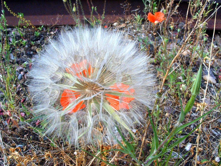 Wallpapers Nature Flowers Un coquelicot qui joue  cache-cache !