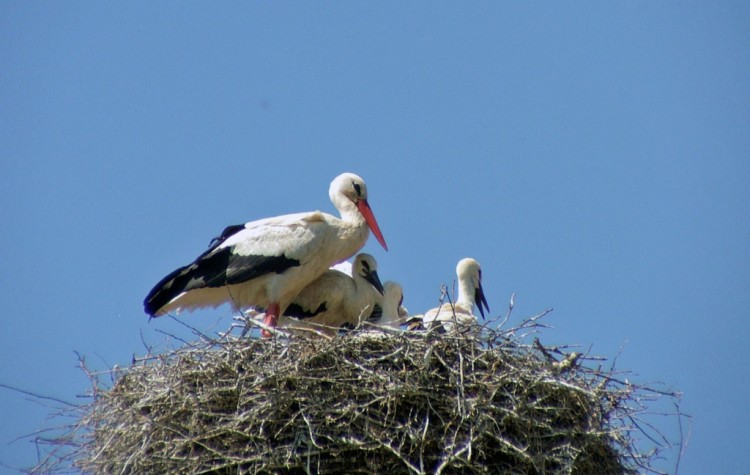 Wallpapers Animals Birds - Storks Couple de cigognes et ses deux petits....