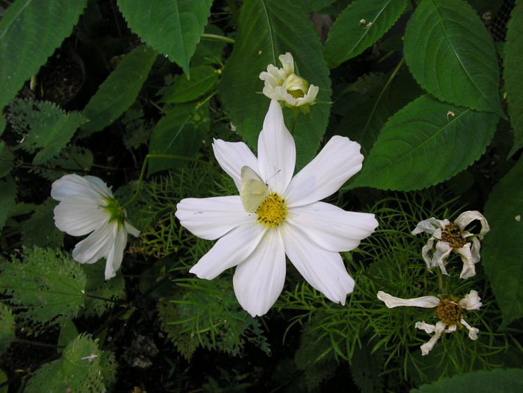 Fonds d'cran Nature Fleurs flower of papillon