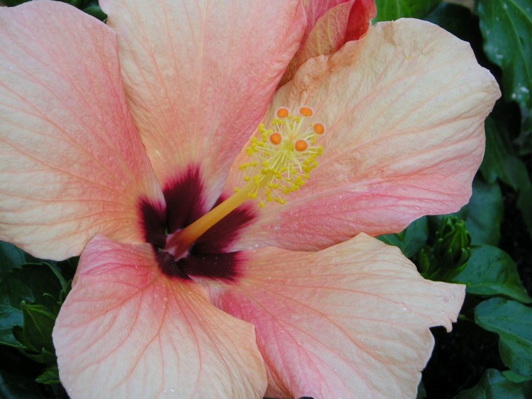 Wallpapers Nature Flowers hibiscus