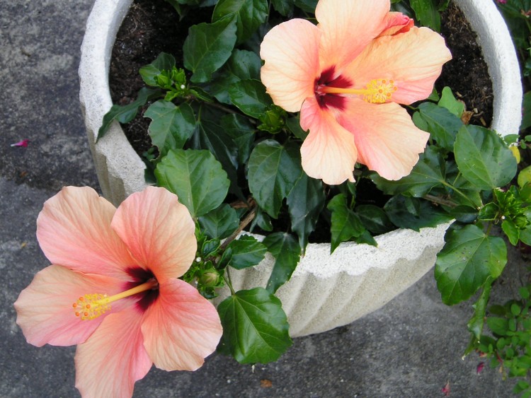 Fonds d'cran Nature Fleurs hibiscus