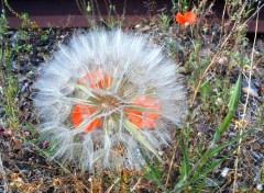 Wallpapers Nature Un coquelicot qui joue  cache-cache !