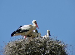 Wallpapers Animals Couple de cigognes et ses deux petits....