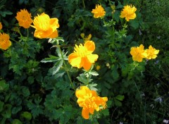 Fonds d'cran Nature orange flowers