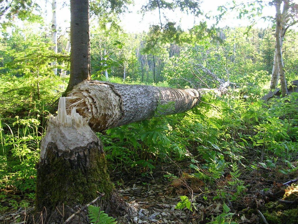 Wallpapers Nature Trees - Forests bucheron des bois