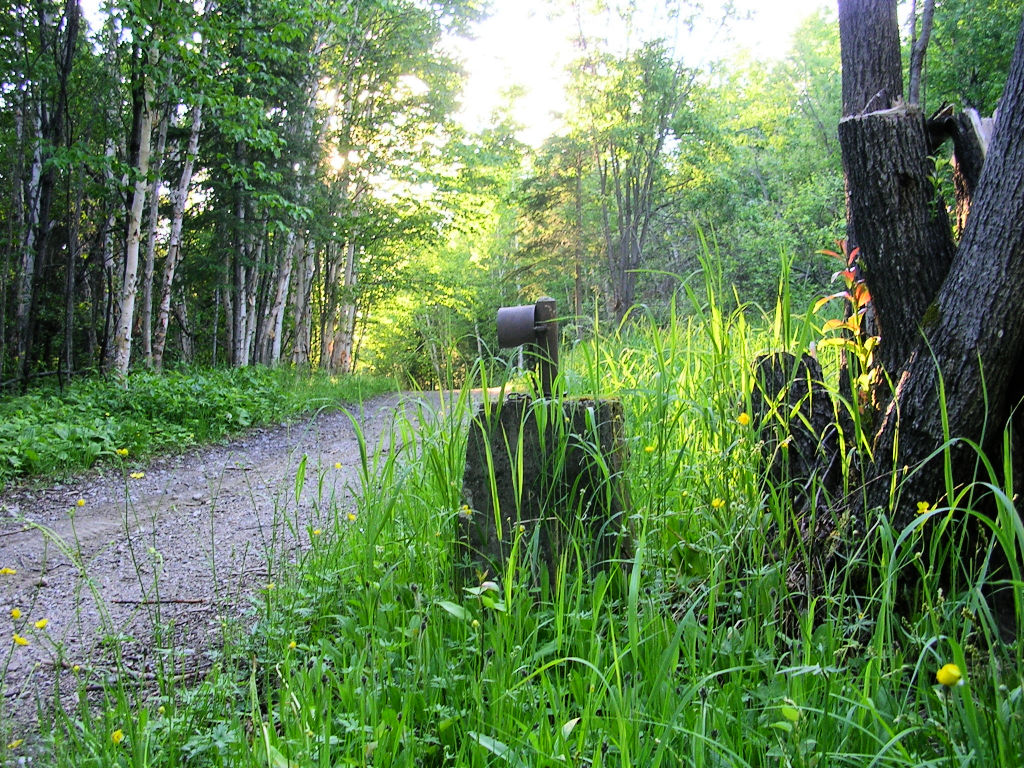 Fonds d'cran Nature Arbres - Forts vestige du temps