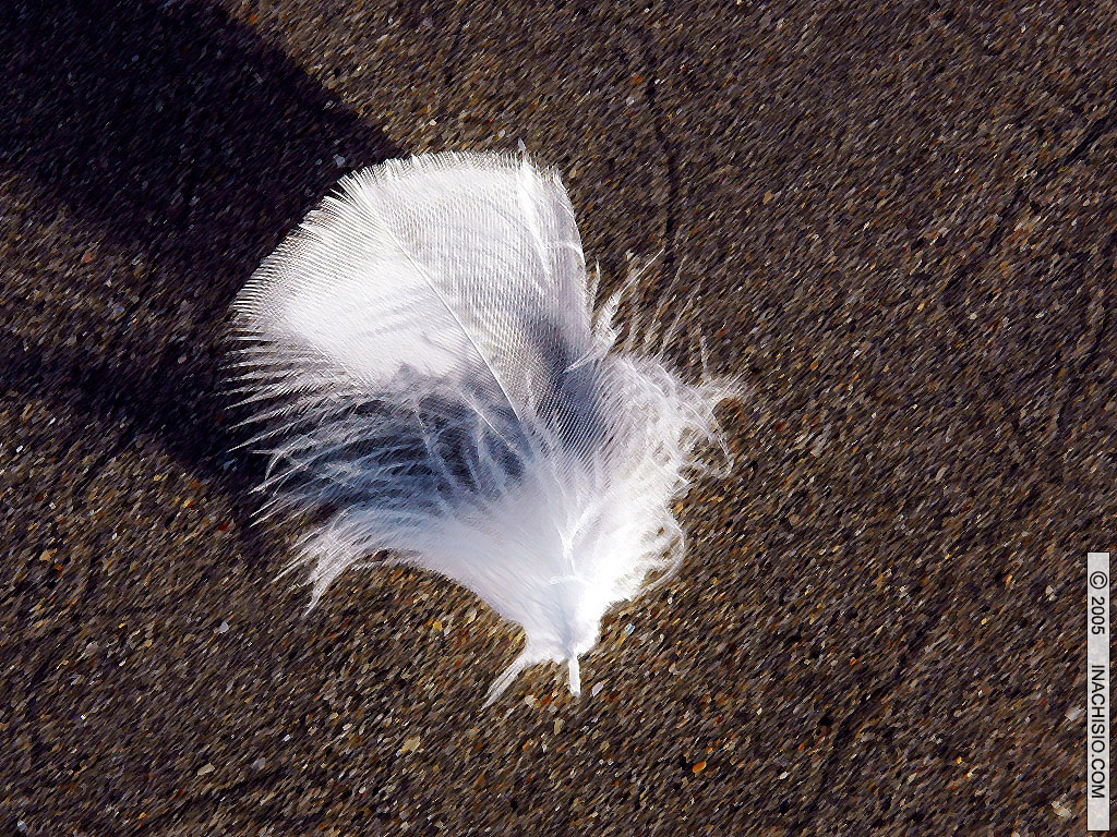 Fonds d'cran Animaux Oiseaux - Mouettes et Golands Plume sur le sable