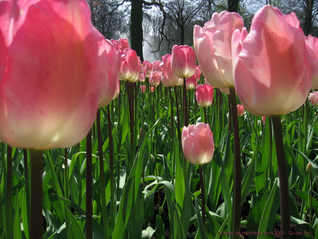 Fonds d'cran Nature Fleurs 