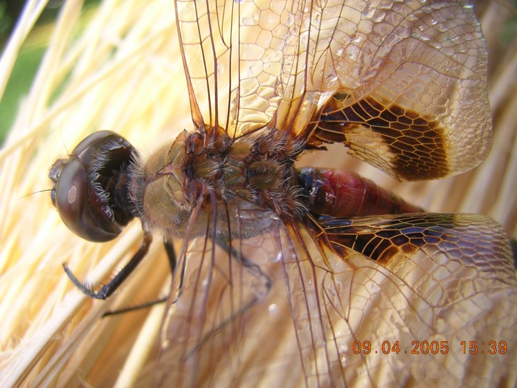 Fonds d'cran Animaux Insectes - Libellules libellule