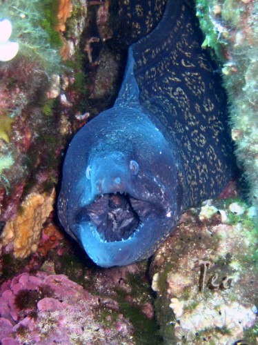 Fonds d'cran Animaux Vie marine - Poissons Muraine a port cros