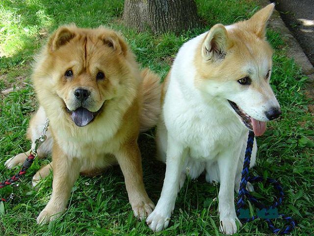 Fonds d'cran Animaux Chiens tadja et willy