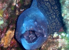 Fonds d'cran Animaux Muraine a port cros