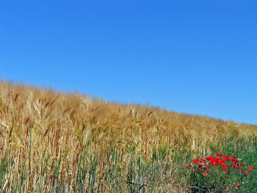 Fonds d'cran Nature Champs - Prairies Epis et Coquelicots...