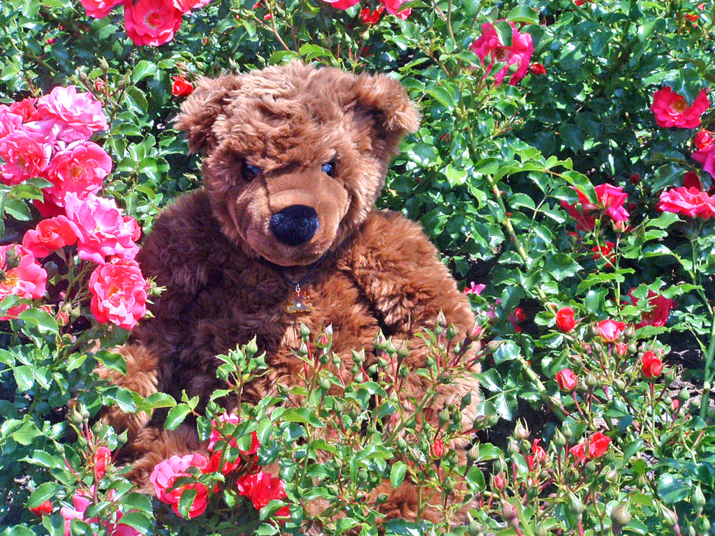 Fonds d'cran Objets Peluches Arthur dans les fleurs...