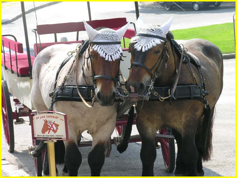 Fonds d'cran Animaux Chevaux 