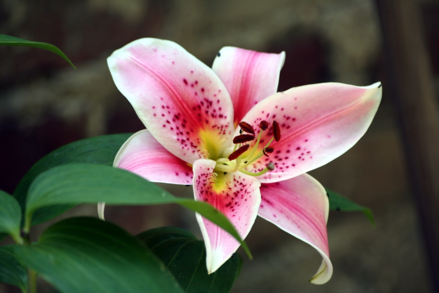 Fonds d'cran Nature Fleurs Lys