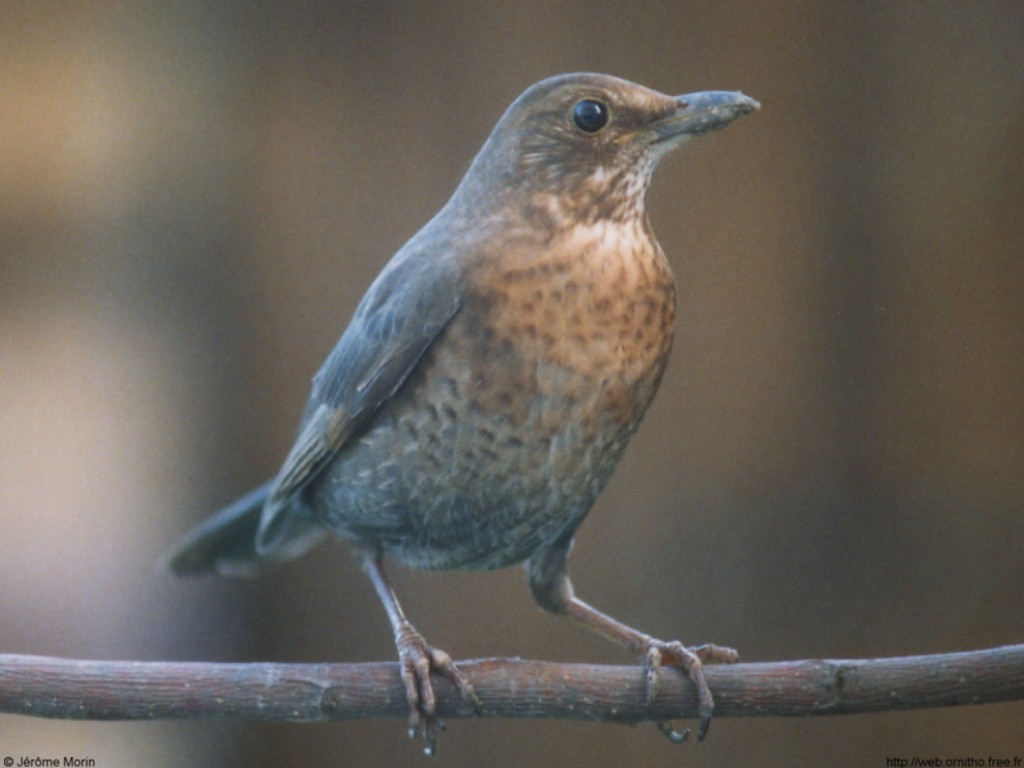 Fonds d'cran Animaux Oiseaux - Merles merlette