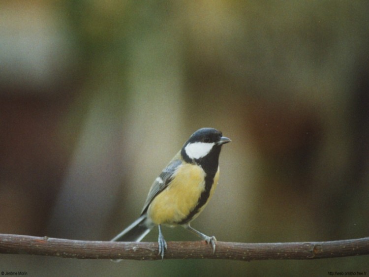 Fonds d'cran Animaux Oiseaux - Msanges msange charbonnire