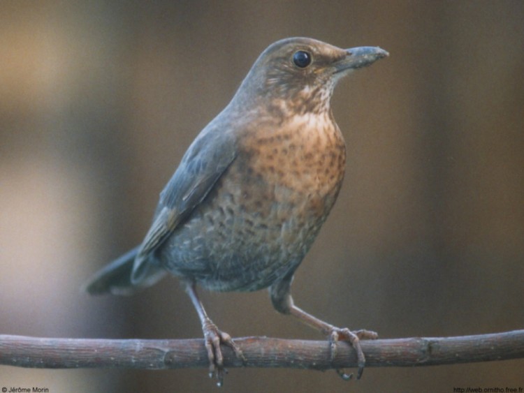 Fonds d'cran Animaux Oiseaux - Merles merlette