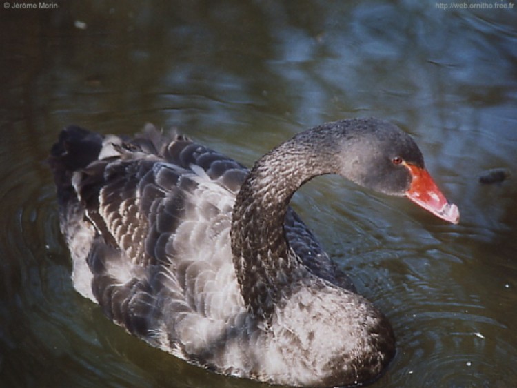 Fonds d'cran Animaux Oiseaux - Canards Cygne noir