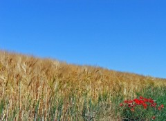 Fonds d'cran Nature Epis et Coquelicots...