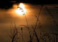 Fonds d'cran Nature Herbes au soleil couchant