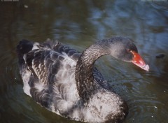 Fonds d'cran Animaux Cygne noir