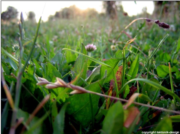 Wallpapers Nature Leaves - Foliage microsmos