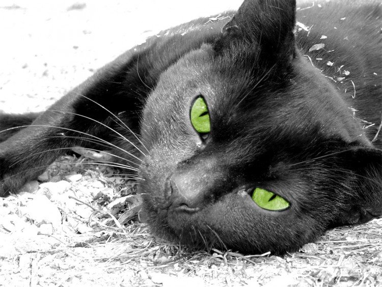 Fonds d'cran Animaux Chats - Chatons Le Chat aux yeux verts