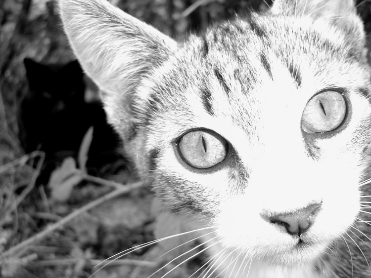 Fonds d'cran Animaux Chats - Chatons Oups le flash !